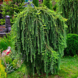 Larix kaempferi Stiff weeper